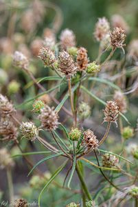 Jitrocel písečný (Plantago arenaria)
