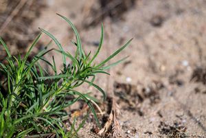 Jitrocel písečný (Plantago arenaria)