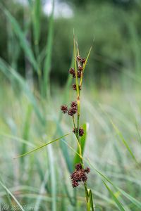 Mařice pilovitá (Cladium mariscus)