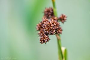 Mařice pilovitá (Cladium mariscus)