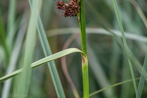Mařice pilovitá (Cladium mariscus)