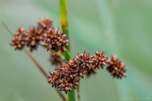Mařice pilovitá (Cladium mariscus)