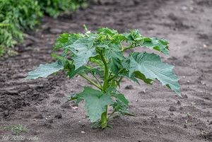 Durman obecný (Datura stramonium)