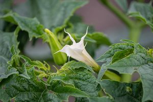 Durman obecný (Datura stramonium)