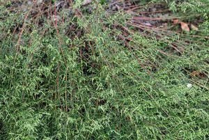 Pelyněk metlatý (Artemisia scoparia)