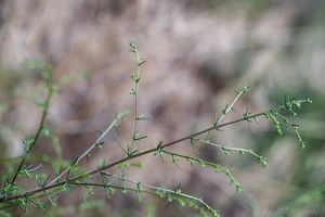Pelyněk metlatý (Artemisia scoparia)