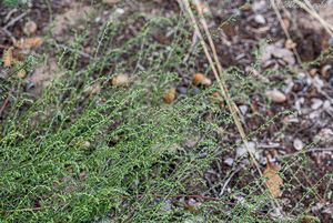 Pelyněk metlatý (Artemisia scoparia)