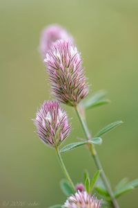 Jetel rolní (Trifolium arvense L.)