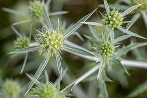 Máčka ladní (Eryngium campestre)