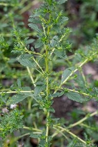 Laskavec bílý (Amaranthus albus)