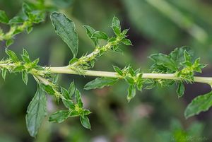 Laskavec bílý (Amaranthus albus)