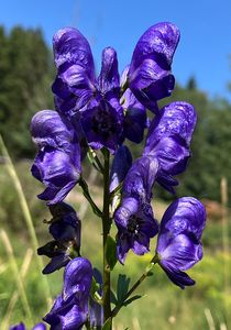 Oměj šalamounek (Aconitum plicatum)