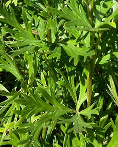Oměj šalamounek (Aconitum plicatum)