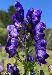 Oměj šalamounek (Aconitum plicatum)