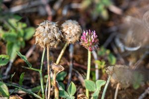 Jetel jahodnatý (Trifolium fragiferum)