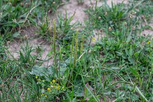 Jitrocel větší (Plantago major)