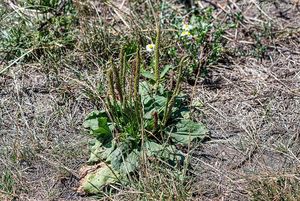 Jitrocel větší (Plantago major)