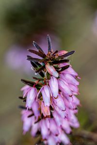 Vřesovec pleťový (Erica carnea)