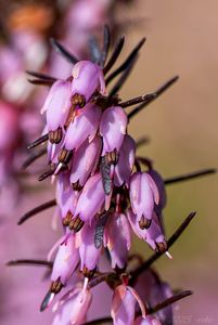 Vřesovec pleťový (Erica carnea)