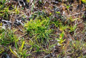 Ostřice pozdní (Carex oederi)