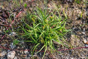 Ostřice pozdní (Carex oederi)