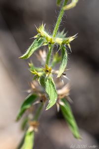 Hojník chlumní (Sideritis montana)
