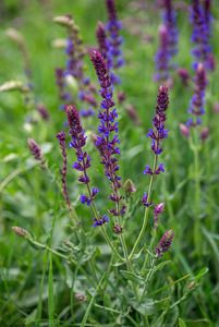 Šalvěj hajní (Salvia nemorosa)