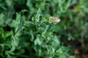 Šalvěj hajní (Salvia nemorosa)