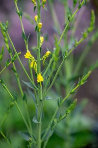 Lnice kručinkolistá (Linaria genistifolia)
