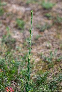 Lnice kručinkolistá (Linaria genistifolia)