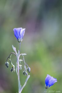 Len rakouský (Linum austriacum)