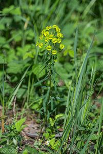 Pryšec obecný (Euphorbia esula)