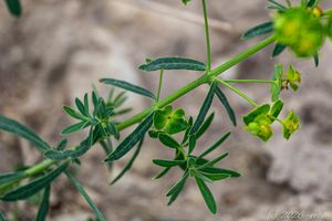 Pryšec obecný (Euphorbia esula)