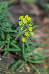 Pryšec obecný (Euphorbia esula)