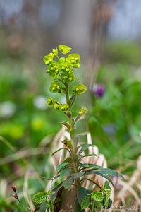 Pryšec mandloňovitý (Euphorbia amygdaloides)