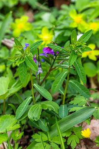 Pryšec sladký (Euphorbia dulcis)