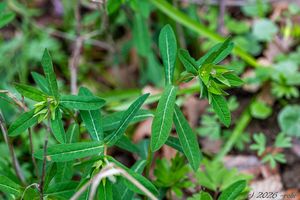 Pryšec sladký (Euphorbia dulcis)