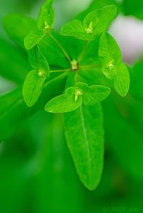 Pryšec sladký (Euphorbia dulcis)