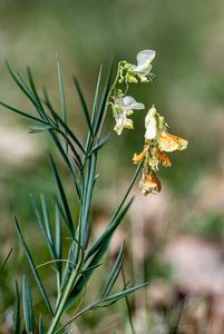 Hrachor panonský (Lathyrus pannonicus)