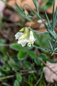 Hrachor panonský (Lathyrus pannonicus)