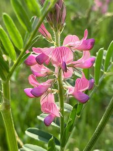 Vičenec ligrus (Onobrychis viciaefolia Scop.)