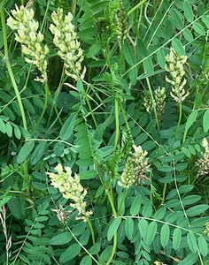 Kozinec cizrnovitý (Astragalus cicer L.)