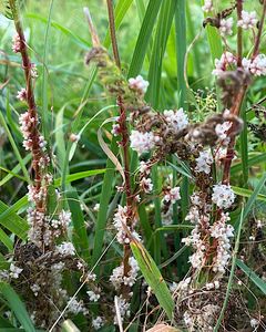 Kokotice povázka (Cuscuta epithymum)