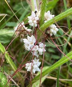 Kokotice povázka (Cuscuta epithymum)
