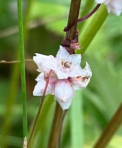 Kokotice povázka (Cuscuta epithymum)