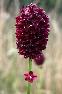 Krvavec toten (Sanguisorba officinalis L.)