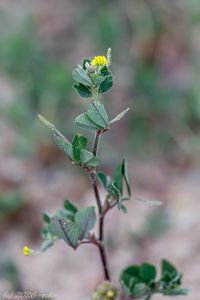Tolice dětelová (Medicago lupulina)