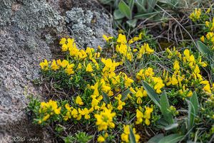 Kručinka chlupatá (Genista pilosa)