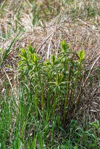 Pryšec bahenní (Euphorbia palustris)