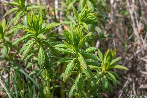 Pryšec bahenní (Euphorbia palustris)